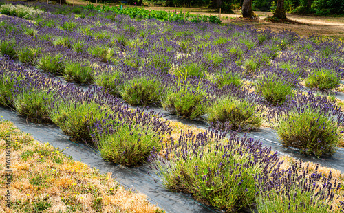 Shelton Lavender Field 2
