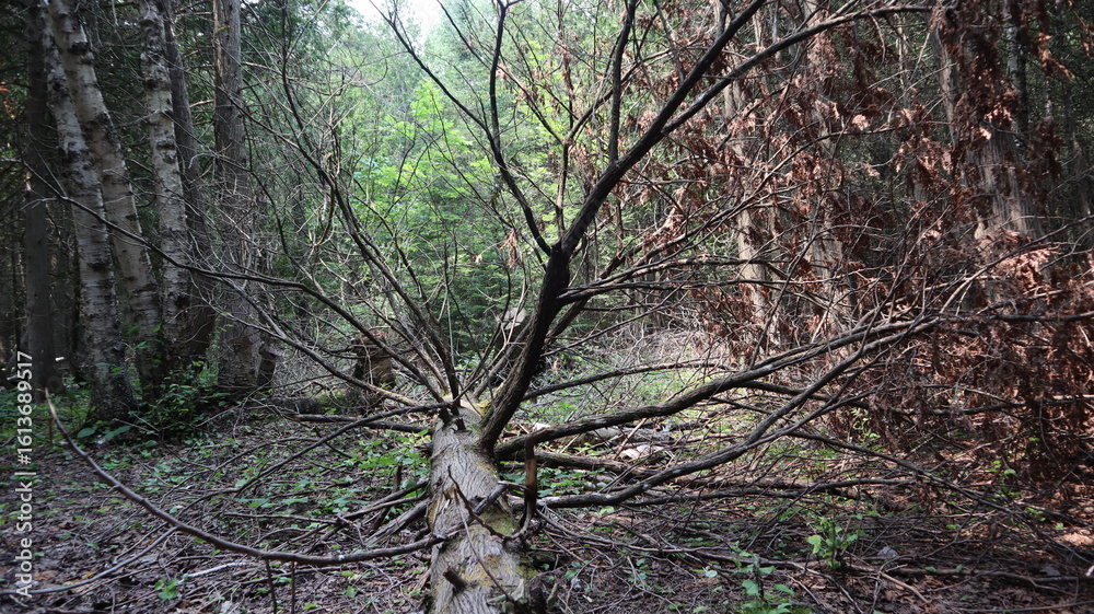 Fototapeta premium Fallen tree with thick, sprawling branches reaching outward like twisted limbs. It lies across leaf covered terrain. Sunlight trickles through the canopy casting highlights on the forest floor