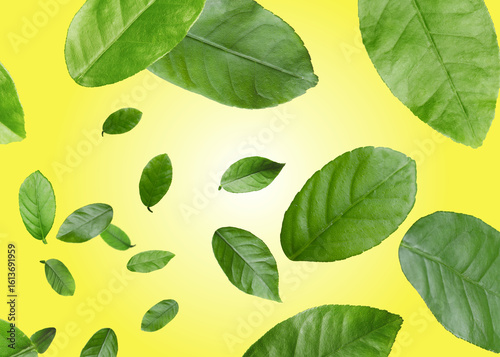 Citrus plant leaves in air against yellow background