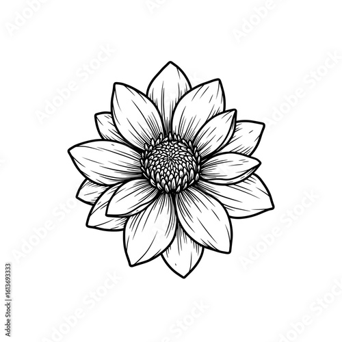 Detailed black and white illustration of a blooming flower  