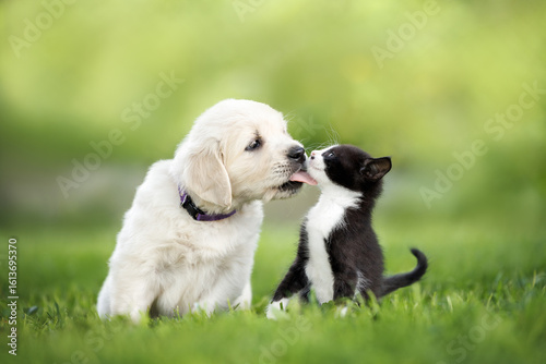 cute golden retriever puppy kisses a kitten outdoors in summer
