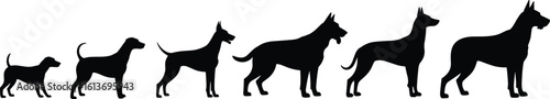 Dog growth silhouette, puppy to adult dog evolution, pet development stages, black dog outline, animal life cycle vector, domestic canine shape clipart