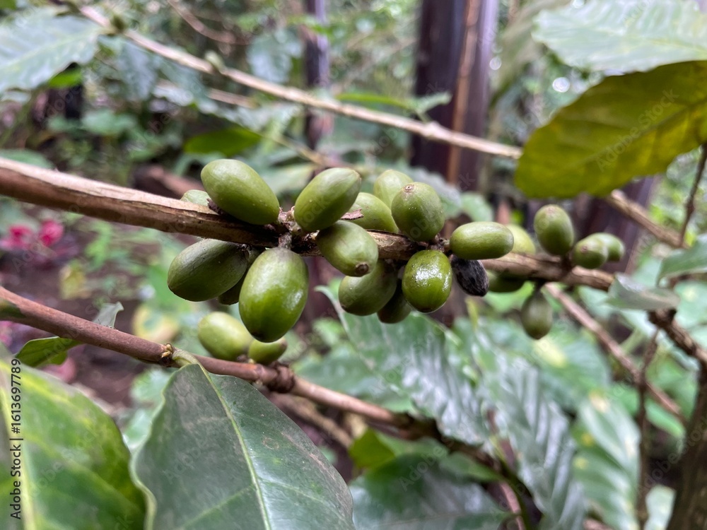 Close-Up of Ripe Coffee Cherries on the Branch Close-Up of Ripe Coffee Cherries on the Branch