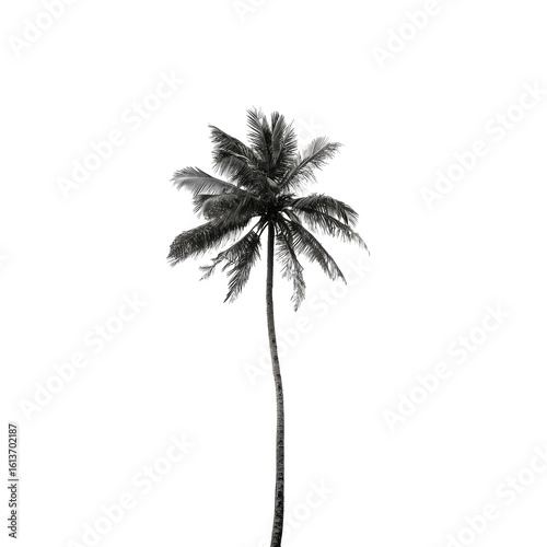Monochromatic palm tree silhouette