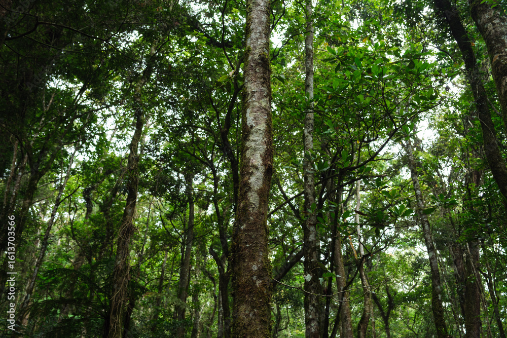 Lush Green Forest with Tall Trees and Vibrant Foliage in Natural Lighting Lush Green Forest with Tall Trees and Vibrant Foliage in Natural Lighting