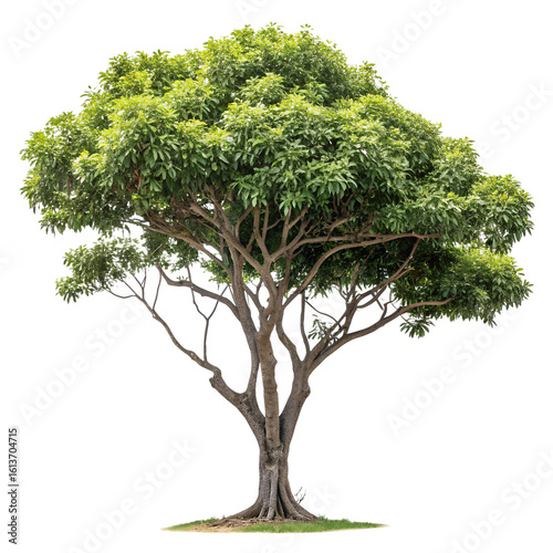 A lush green deciduous tree with a thick trunk and full canopy isolated on transparent background