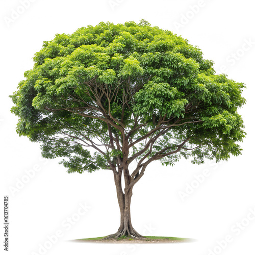 A lush green deciduous tree with a thick trunk and full canopy isolated on transparent background