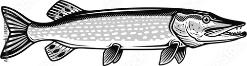 Illustration of pike fish in monochrome style. Pike fish isolated on white background
