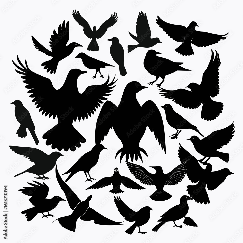 Obraz premium black and white birds