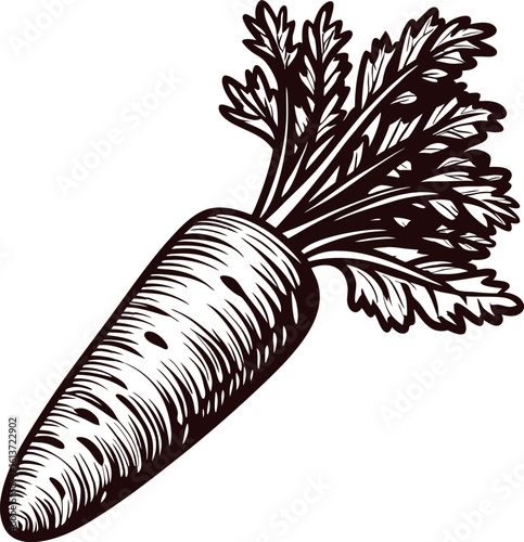 Hand drawn carrot with leaves isolated on white background vintage engraved ink illustration for food and vegetable design