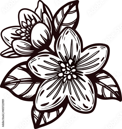 Hand drawn jasmine flower with leaves isolated on white background vintage botanical illustration
