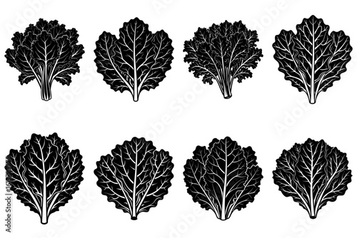 Illustration of eight black and white swiss chard leaves with detailed vein patterns on a white background