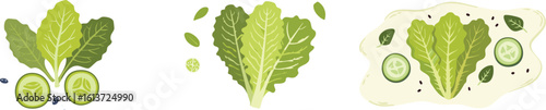 Modern flat illustration of crisp lettuce and cucumber slices, ideal for salad recipes, organic product branding, or nutritional campaigns promoting health.
