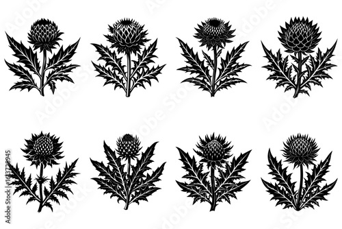 Eight thistle plants arranged in two rows in a black and white vector image with detailed leaves