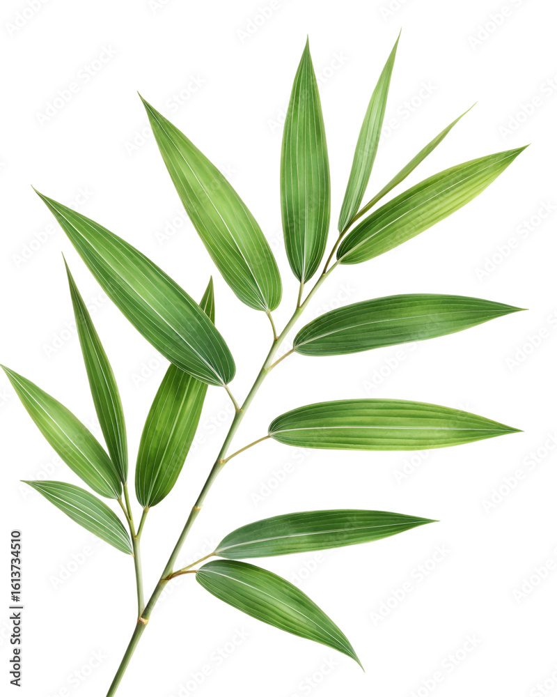 Fototapeta premium one sprig green bamboo leaves isolated on transparent background