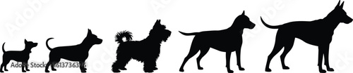 Dog life stages silhouette, dog evolution silhouette, growing puppy silhouette, pet age development, canine growth silhouette vector, black dog shape set, silhouette