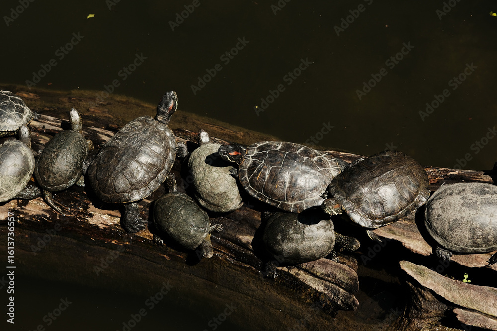 Obraz premium A large group of turtles sunbathing on a log in dark water. The reptiles cluster together on the wood surface, creating a natural and serene scene in a pond or zoo habitat.