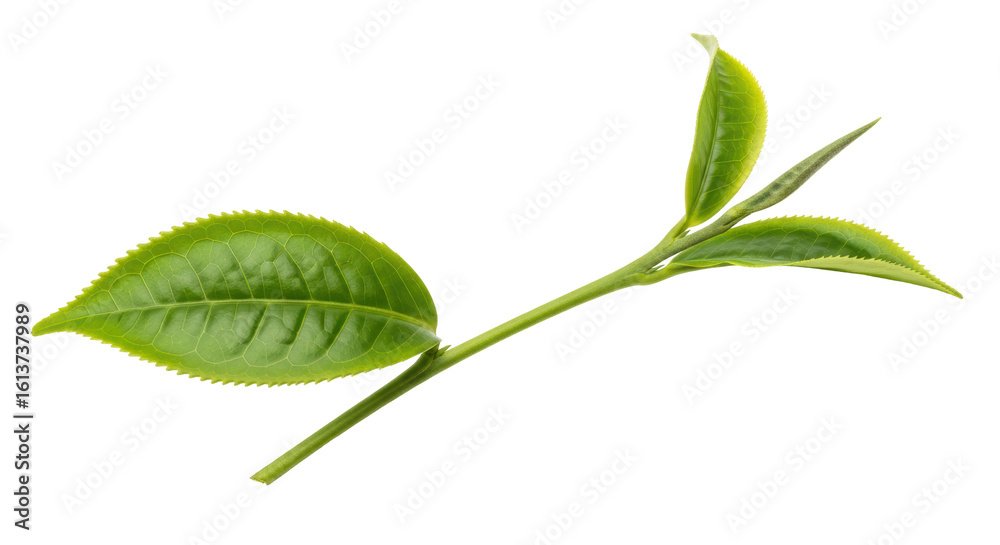 Obraz premium Isolated Tea Leaves