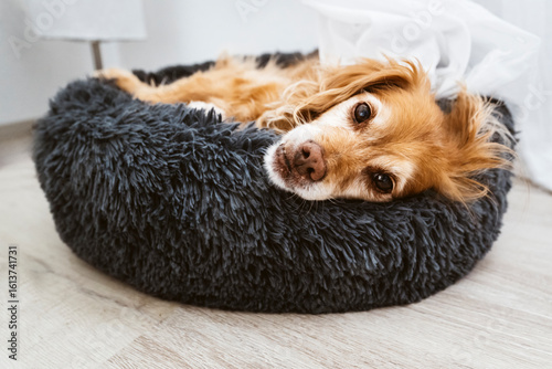 Ein brauner Spaniel-Mischling Hund liegt entspannt in einem schwarzen flauschigen Hundebett