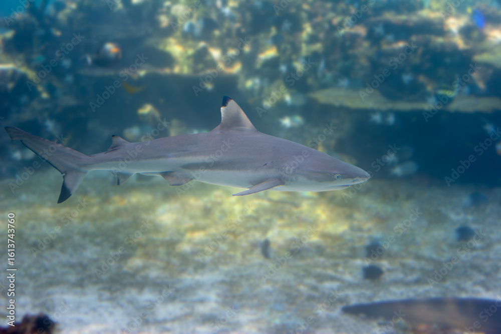 Fototapeta premium Blacktip reef shark hunting over tropical reef