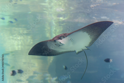 Eagle ray in clear water, swimming over tropical reef