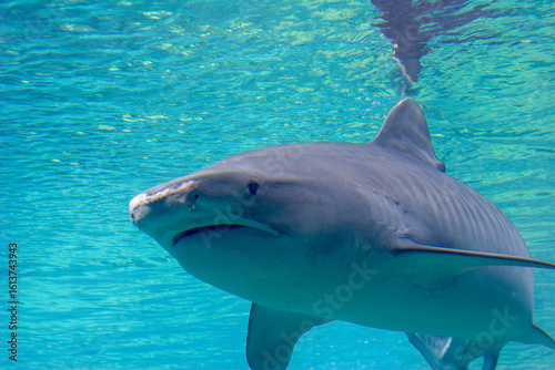 Tiger shark near surface hunting in clear water