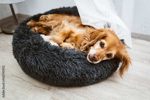 Ein brauner Spaniel-Mischling Hund liegt entspannt in einem schwarzen flauschigen Hundebett