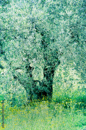 paysage olivier centenaire tronc  tapis de fleurs jaunes  nature silencieuse feuillage feuilles d'olivier olive  printemps  légèrete fraîcheur beauté  foisonnement  vert jaune 