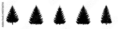 Conifer Tree Silhouettes Collection— Pine, Fir, Spruce, Cedar, Larch. Different Detailed Pine Tree.