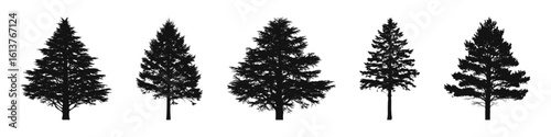 Conifer Tree Silhouettes Collection— Pine, Fir, Spruce, Cedar, Larch. Different Detailed Pine Tree.