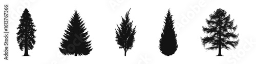 Conifer Tree Silhouettes Collection— Pine, Fir, Spruce, Cedar, Larch. Different Detailed Pine Tree.