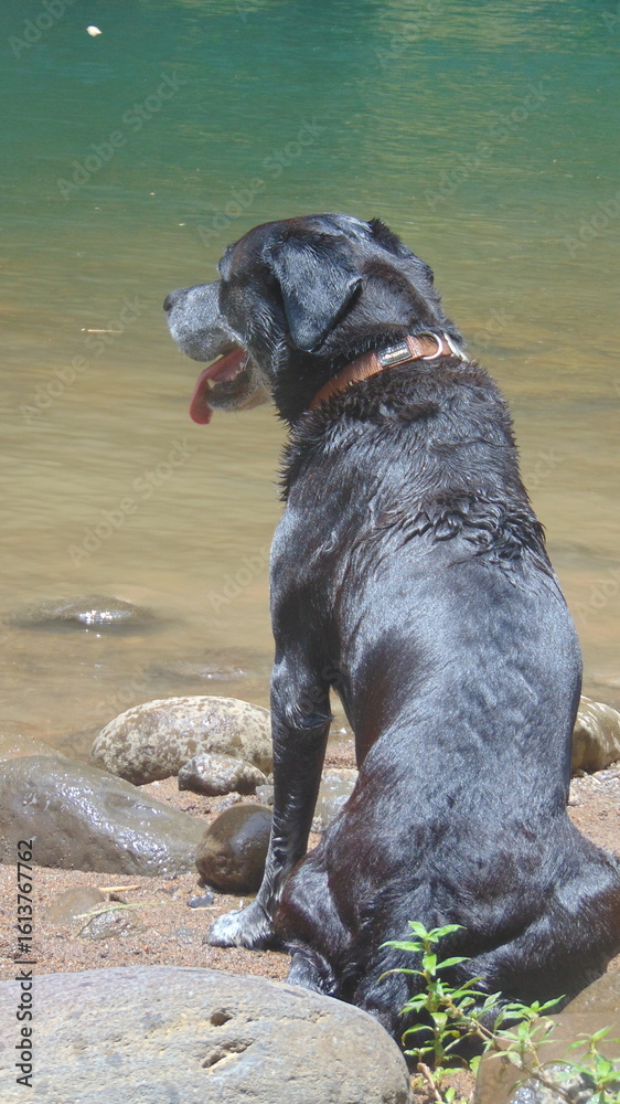 Un beau chien noir assis au bord de l'eau Un beau chien noir assis au bord de l'eau