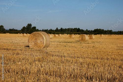 a wheat field after harvest with bales of straw	
