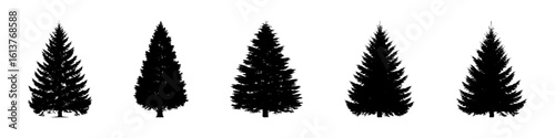 Conifer Tree Silhouettes Collection— Pine, Fir, Spruce, Cedar, Larch. Different Detailed Pine Tree.