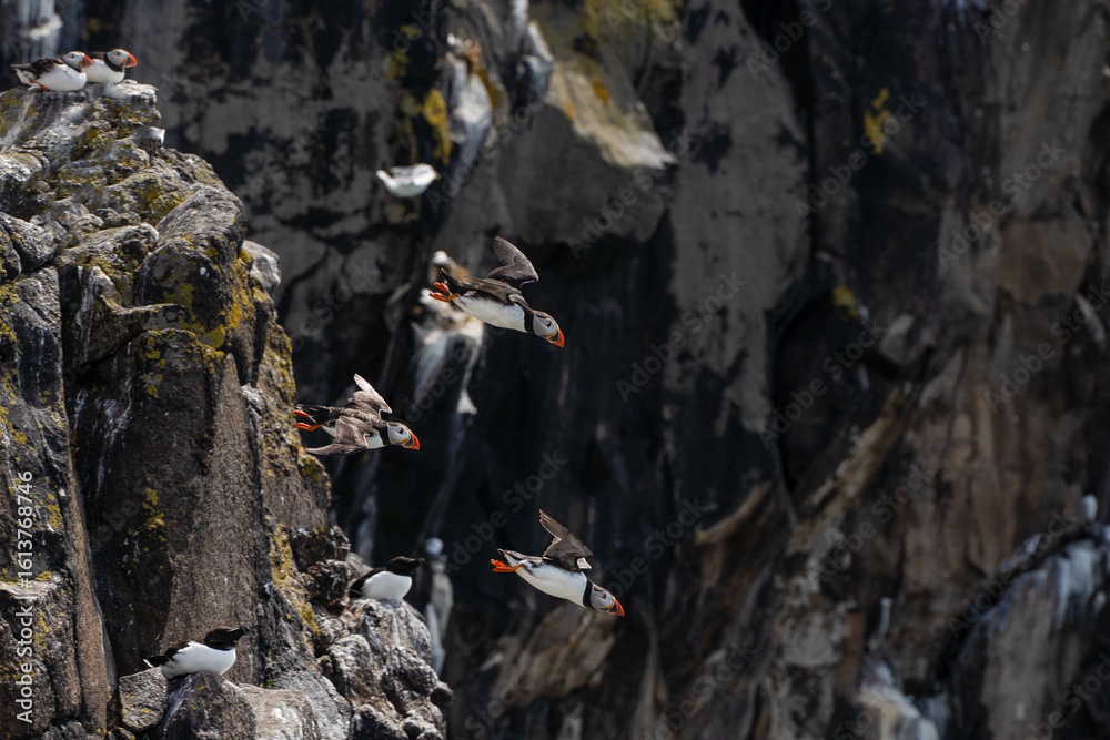 Obraz premium Atlantic puffins on the isle of May in Scotland. The puffins breed on the isle of May, a small island in the Firth of Forth. 