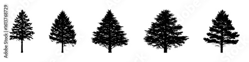 Conifer Tree Silhouettes Collection— Pine, Fir, Spruce, Cedar, Larch. Different Detailed Pine Tree.