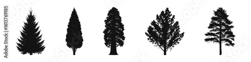 Conifer Tree Silhouettes Collection— Pine, Fir, Spruce, Cedar, Larch. Different Detailed Pine Tree.