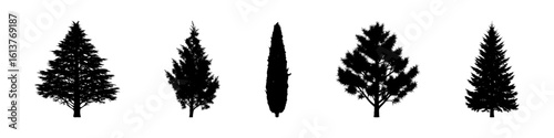Conifer Tree Silhouettes Collection— Pine, Fir, Spruce, Cedar, Larch. Different Detailed Pine Tree.