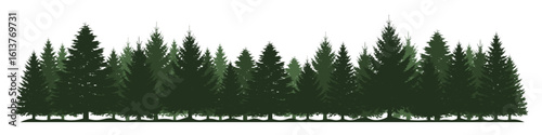 Pine trees forest silhouette. Evergreen coniferous silhouette, nature spruce tree park view.
