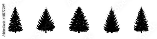 Conifer Tree Silhouettes Collection— Pine, Fir, Spruce, Cedar, Larch. Different Detailed Pine Tree.