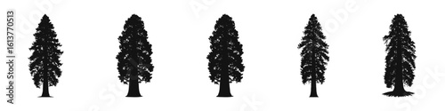 Conifer Tree Silhouettes Collection— Pine, Fir, Spruce, Cedar, Larch. Different Detailed Pine Tree.