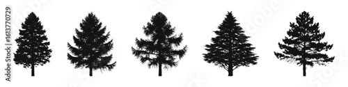 Conifer Tree Silhouettes Collection— Pine, Fir, Spruce, Cedar, Larch. Different Detailed Pine Tree.