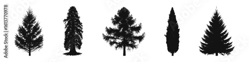 Conifer Tree Silhouettes Collection— Pine, Fir, Spruce, Cedar, Larch. Different Detailed Pine Tree.