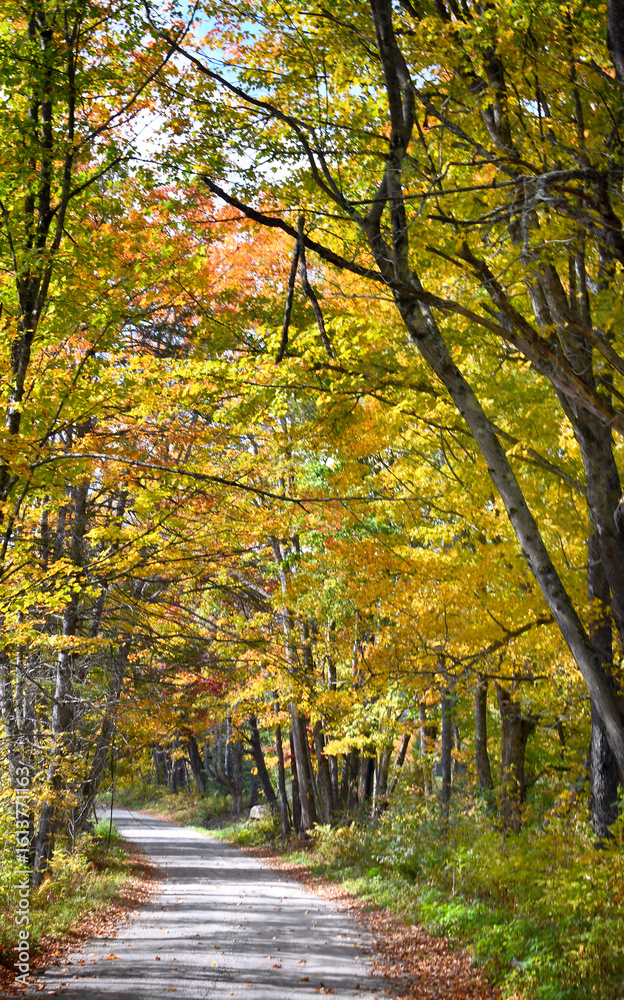 Naklejka premium Autumn Drive With Bend in Road Ahead