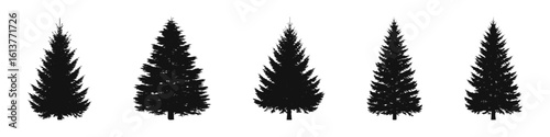 Conifer Tree Silhouettes Collection— Pine, Fir, Spruce, Cedar, Larch. Different Detailed Pine Tree.