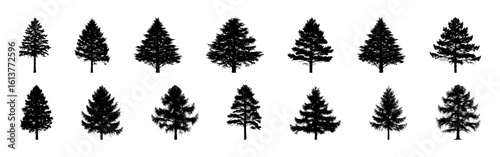 Conifer Tree Silhouettes Collection— Pine, Fir, Spruce, Cedar, Larch. Different Detailed Pine Tree.