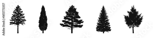Conifer Tree Silhouettes Collection— Pine, Fir, Spruce, Cedar, Larch. Different Detailed Pine Tree.
