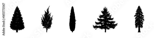 Conifer Tree Silhouettes Collection— Pine, Fir, Spruce, Cedar, Larch. Different Detailed Pine Tree.