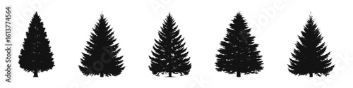 Conifer Tree Silhouettes Collection— Pine, Fir, Spruce, Cedar, Larch. Different Detailed Pine Tree.