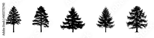 Conifer Tree Silhouettes Collection— Pine, Fir, Spruce, Cedar, Larch. Different Detailed Pine Tree.